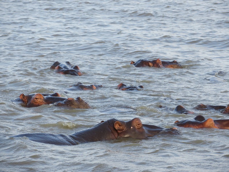 Groupe d'hippos