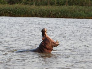 Dur dur la vie d'hippopotame