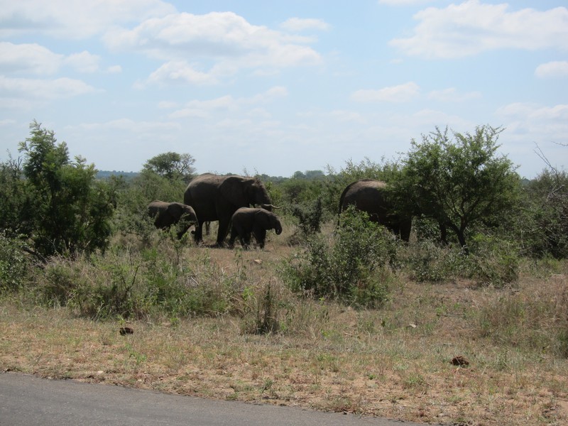 Premier groupe d'elephant, 30 secondes apres notre arrivee