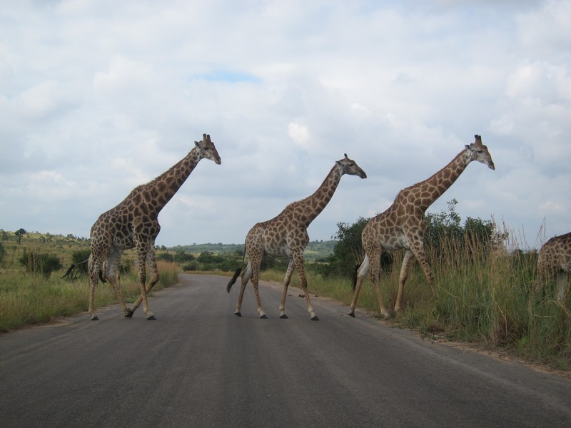 Attention les girafes passent !