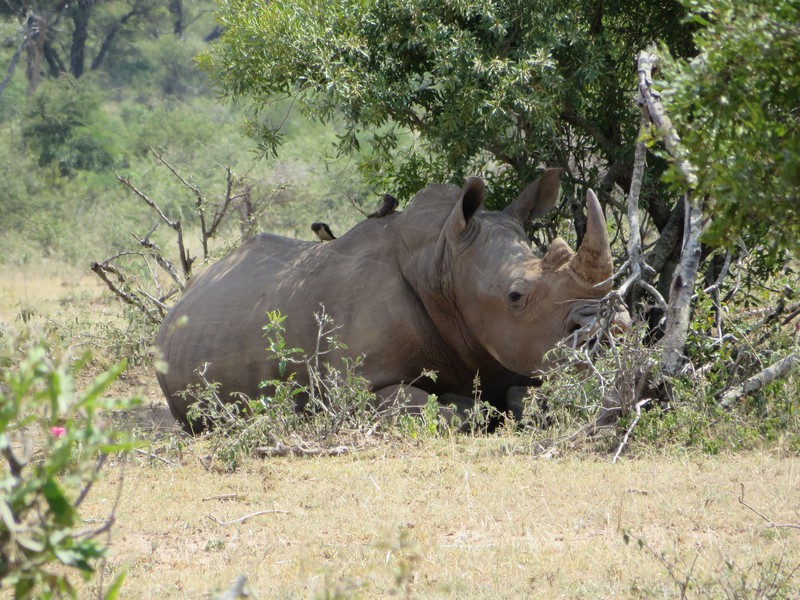 Rhino sous un arbre