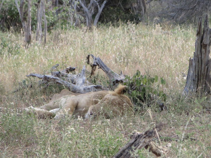 Lion qui dort  Photo