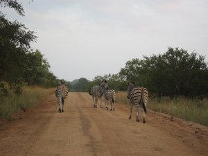 Zebres sur la route