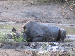 Rhinoceros dans la boue