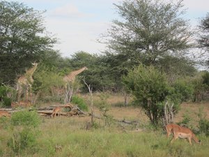 Girafes et antilopes