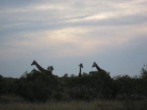 Girafes au coucher du soleil