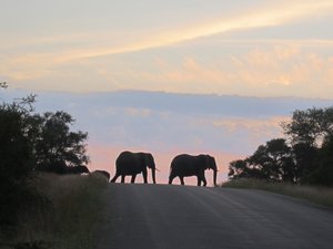 Elephants au lever du jour
