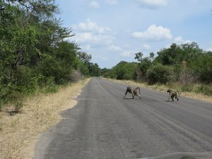 Babouins qui traversent la route
