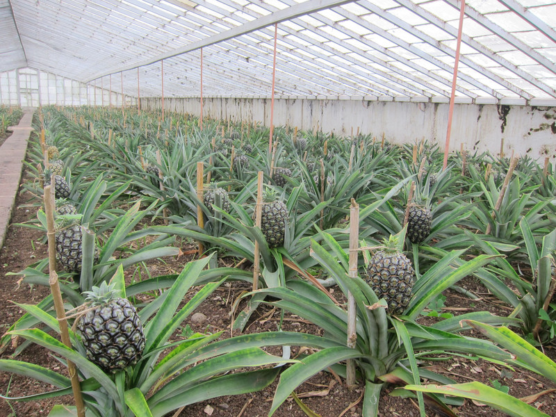 Plantation d'ananas