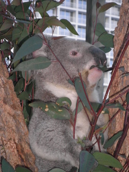 Koala's, they eat....