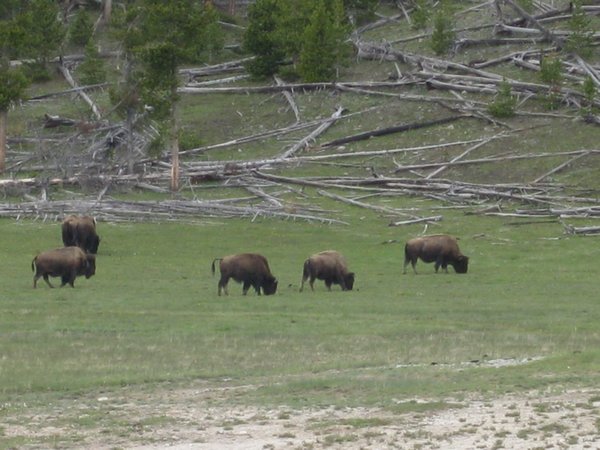 Yellowstone 010