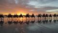 Camels on Cable beach at sunset