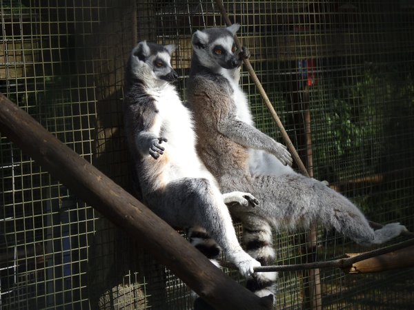 Ring Tail Lemurs, just doing their thing
