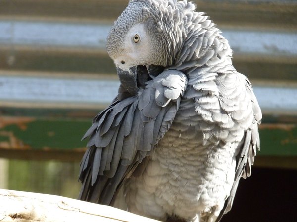 African Parrot