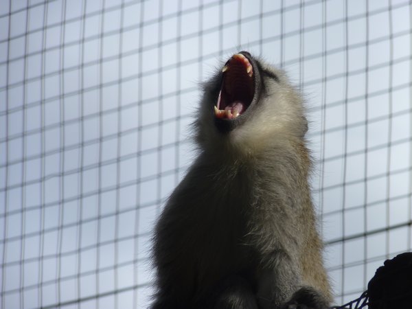 Monkey teeth - OUCH