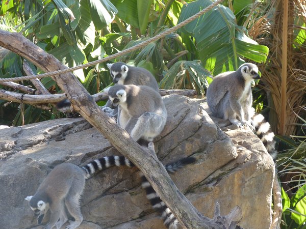 More lemurs