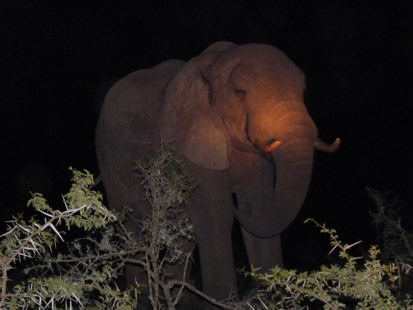 36. Elephant that sprung from nowhere in the dark