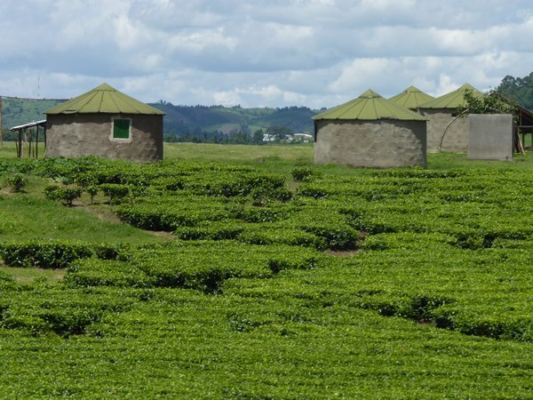 13. Tea plantations and huts