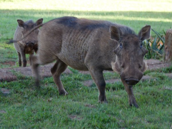 11. Resident warthogs...