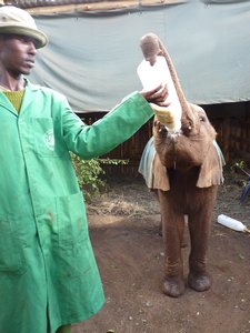 45. Baby elephant