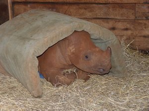 54. Baby rhino tucked up in bed