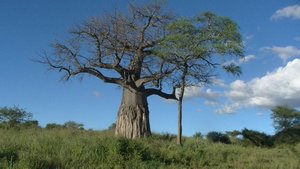 49. Baobab Tree