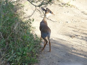 45. Dik Dik - the smallest deer in Africa