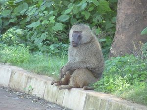 38. Baboons always look like thay have something important to say