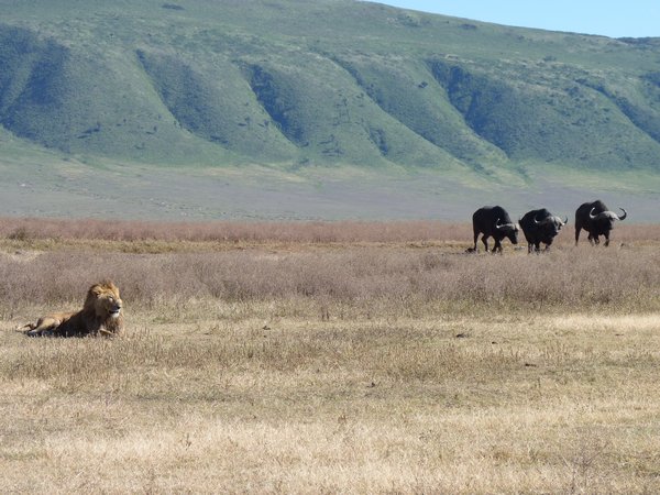 14. Lions versus water buffalo #1