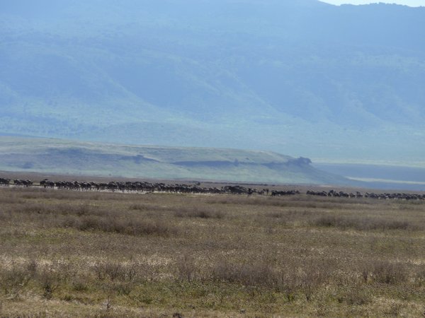 6. 1000's of wildebeest