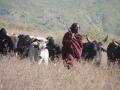 4. Maasai