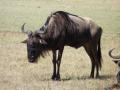 41. Wildebeest always look so ald and tired