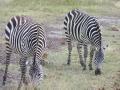 61. Love zebras
