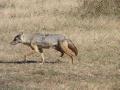 7. Jackal. They look like a dog crossed with a fox.