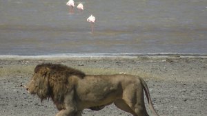 32. Not the lion - look at the flamingos!