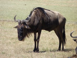 41. Wildebeest always look so ald and tired