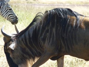 42. Zebra and wildebeest, good mates