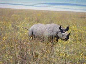 44. The elusive black rhino