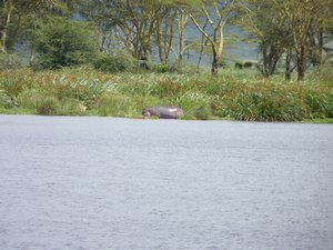 54. My first hippo out of the water