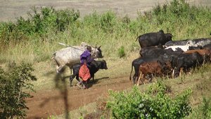 67. Maasai boy and his herd at the end of the day