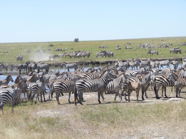 9. Wall to wall zebras