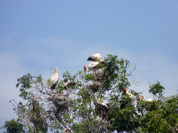 13. Storks nesting