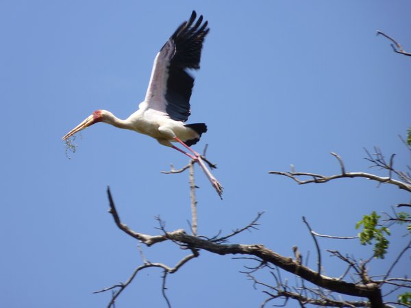 14. Storks nesting #2