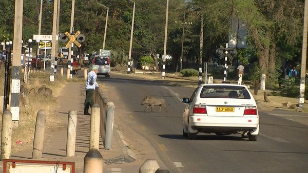 1. I want to live in a town where warthogs cross the main street
