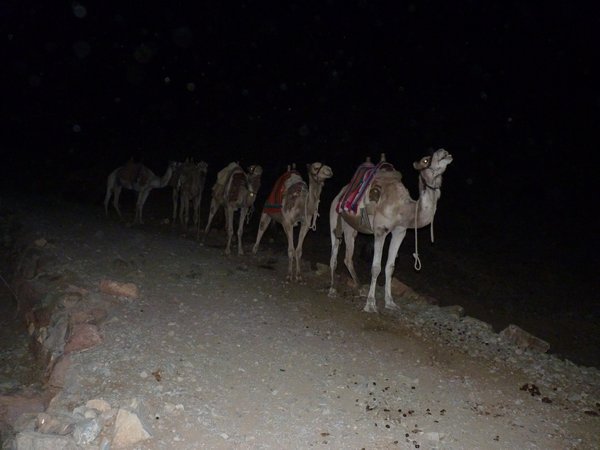 2. Camels waiting for passengers