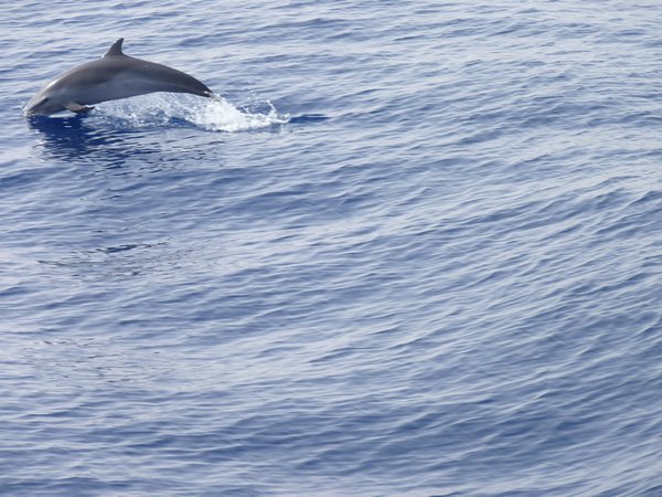 24. Dolphins following