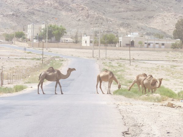 6. So many camels #2