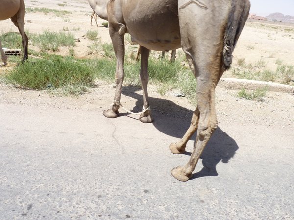 7. Camels with front feet tied