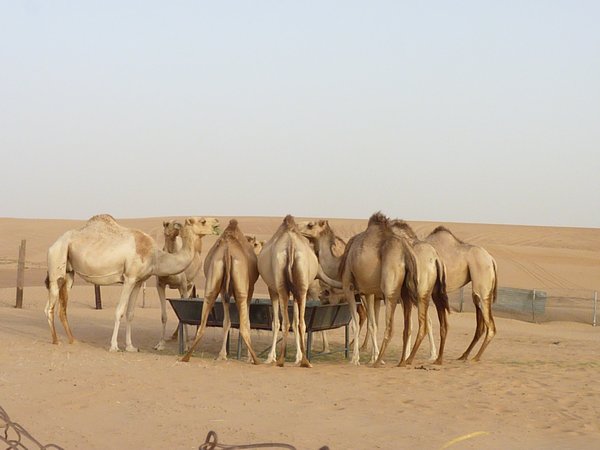 75. Camel camp