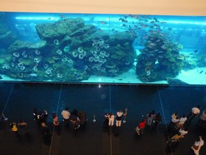 78. Aquarium at Dubai Mall #3